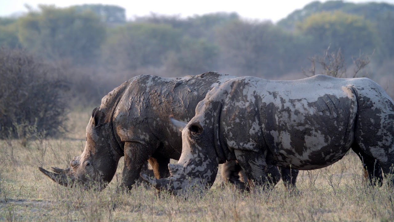 University of Florida Wildlife Forensic Sciences