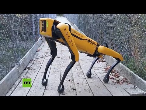 El RoboPerro de Boston Dynamics pastorea ovejas y controla cultivos