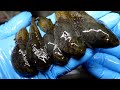 ドブの巨大オタマジャクシ採って食う