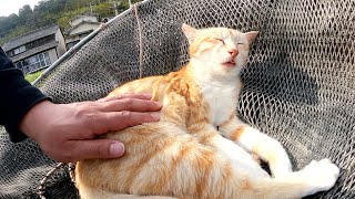 猫島の漁港でくつろぐキジトラ猫と茶シロ猫