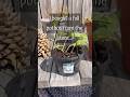 Splitting a pothos into six pots #homestead #gardening #garden #plants #ivy #pothos