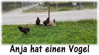 Was passiert mit den Hühnern, die nicht zur Zucht geeignet sind / Anja hat einen Vogel