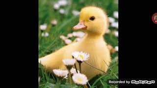 Fluffing a duck song