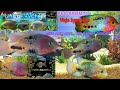 Aquatic Wetline W/ Aqua Alex: All About Vieja Synspilum