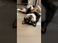 へそ天でひなたぼっこする豆柴がかわいい#柴犬 #豆柴 #黒柴 #豆柴とら日記