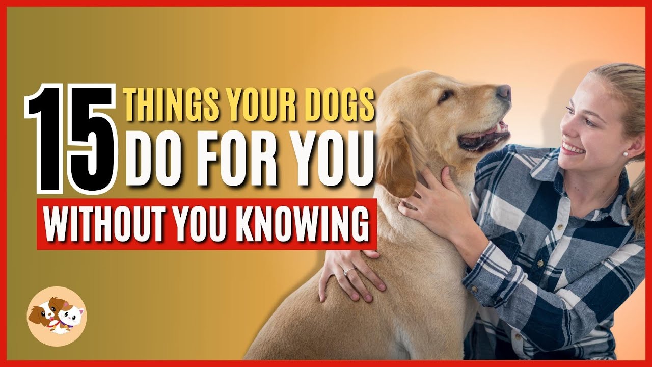 15 Things Your Dogs Do for You Without You Knowing | 15 Signs your Dog ...
