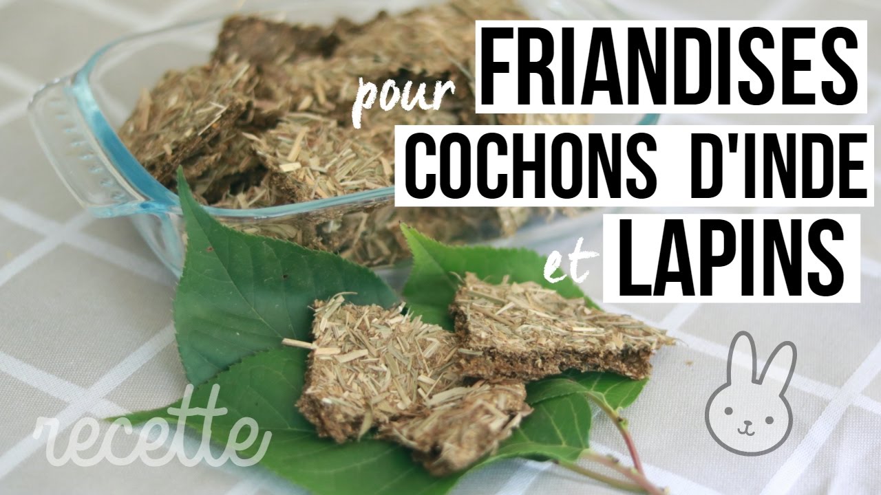 Recette de friandises pour lapins et cochons d'inde