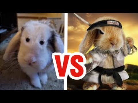 RABBIT VS RABBIT-Stop Motion - YouTube