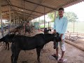 Balaso Wanave Hari Om Goat Farm|Beetal Cross Osmanabadi and Gavran|Baramati|Marathi.