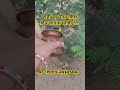# शमी का पौधा किस दिन लगाना चाहिए .? 🙏 #pradeepmishrajidhankeupay #sort reel #yashu Bansal