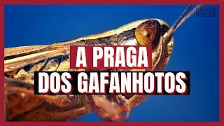 Exodus 10 Study: THE PLAGUE OF LOCUSTS (Bible Explained)