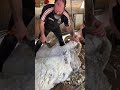Shearing a Rambouillet Ram 🐏