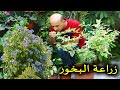 زراعة نبتة البخور في المنزل شجرة دورنتا و العناية و الاكثار منها