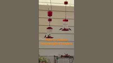 Choosing the correct hummingbird feeder