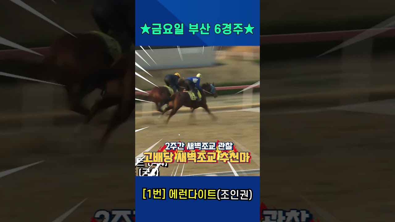 3월13일 금요일 부산 6경주!! 기수 교체로 설욕전 준비!! 2주간 훈련변화 보인 강백호의 새벽조교 쏘스마!!#강백호경마 #shorts