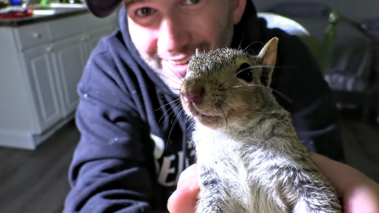 Yellow Jackets Nest Removal Opossums, Squirrel, Chicks EAT LARVAE