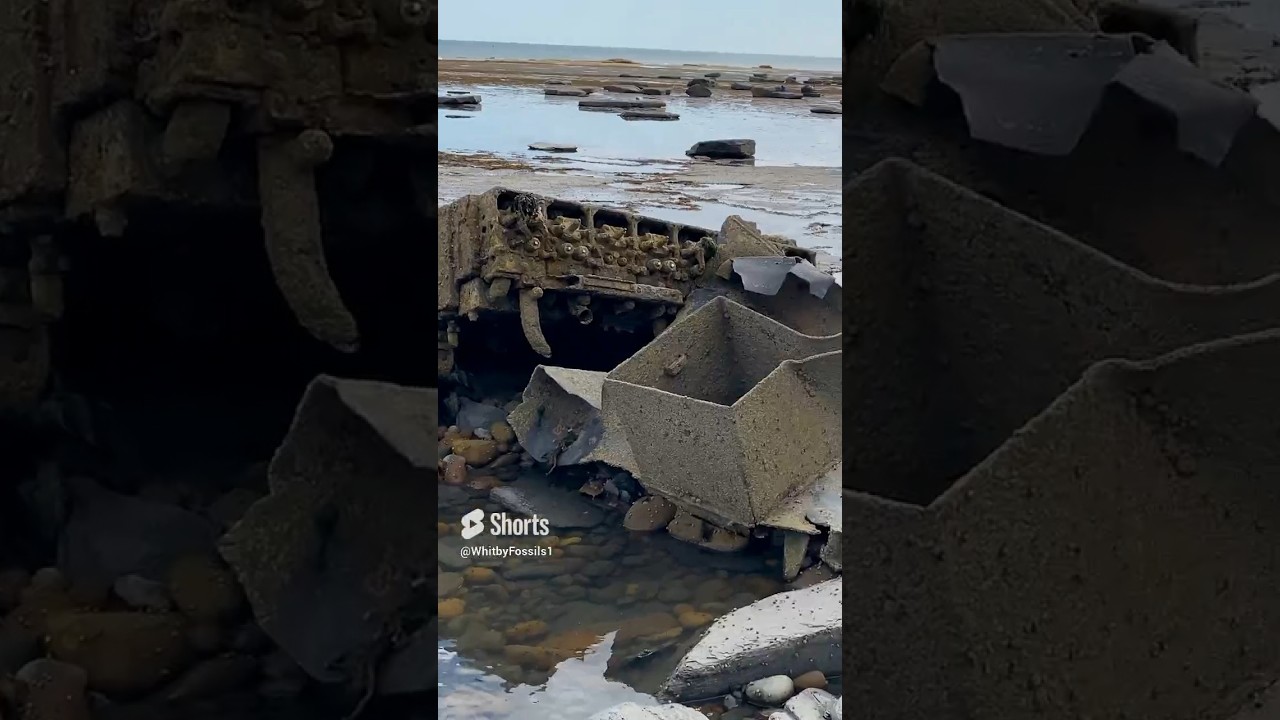 I Found A Giant Ammonite! 