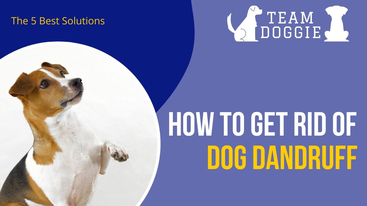 dog dandruff solutions