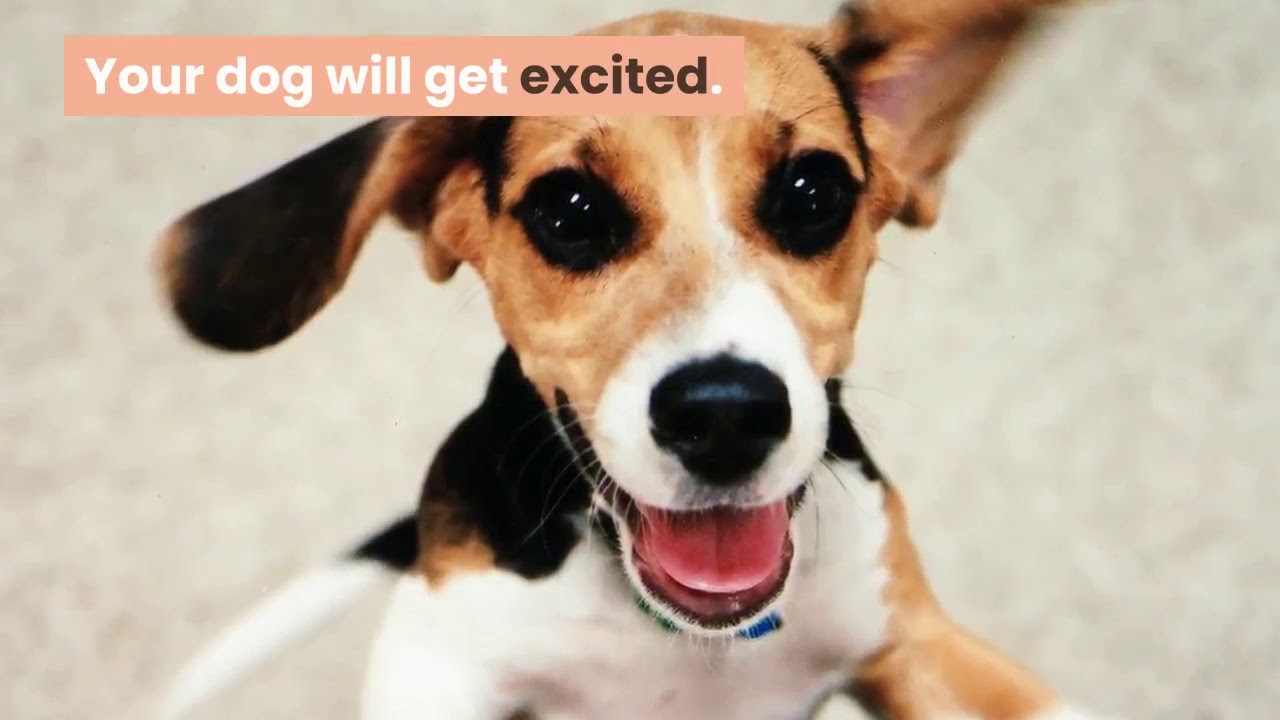 How to make best use of food reward in dog training? YouTube