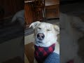 Rain on thanksgiving luka dog jokes