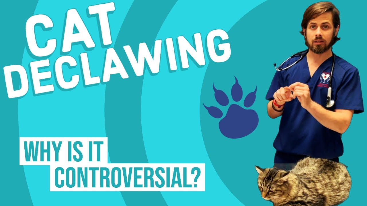 Declaw Alternatives  The Cat's Meow Veterinary Hospital