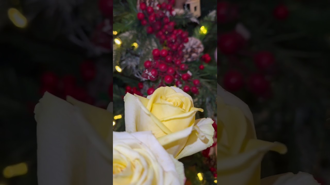 Christmas roses 🌹 