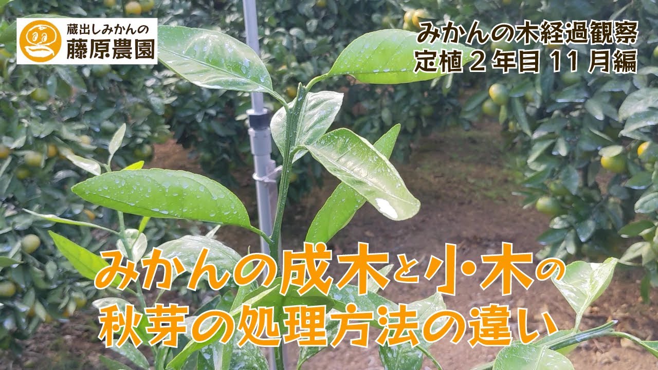 Differences in the treatment of autumn buds between mature and