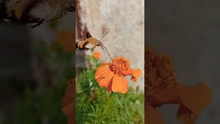 The Amazing Hummingbird Hawk Moth: Nature's flying Marvel.#hummingbird #hawk #beautiful #fypシ