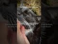 I love cats! As you can see it’s my profile picture too!! 😭🥹