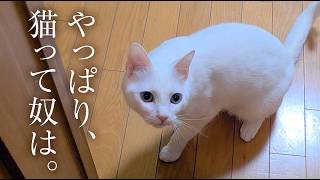 愛猫家が一番使う言葉。