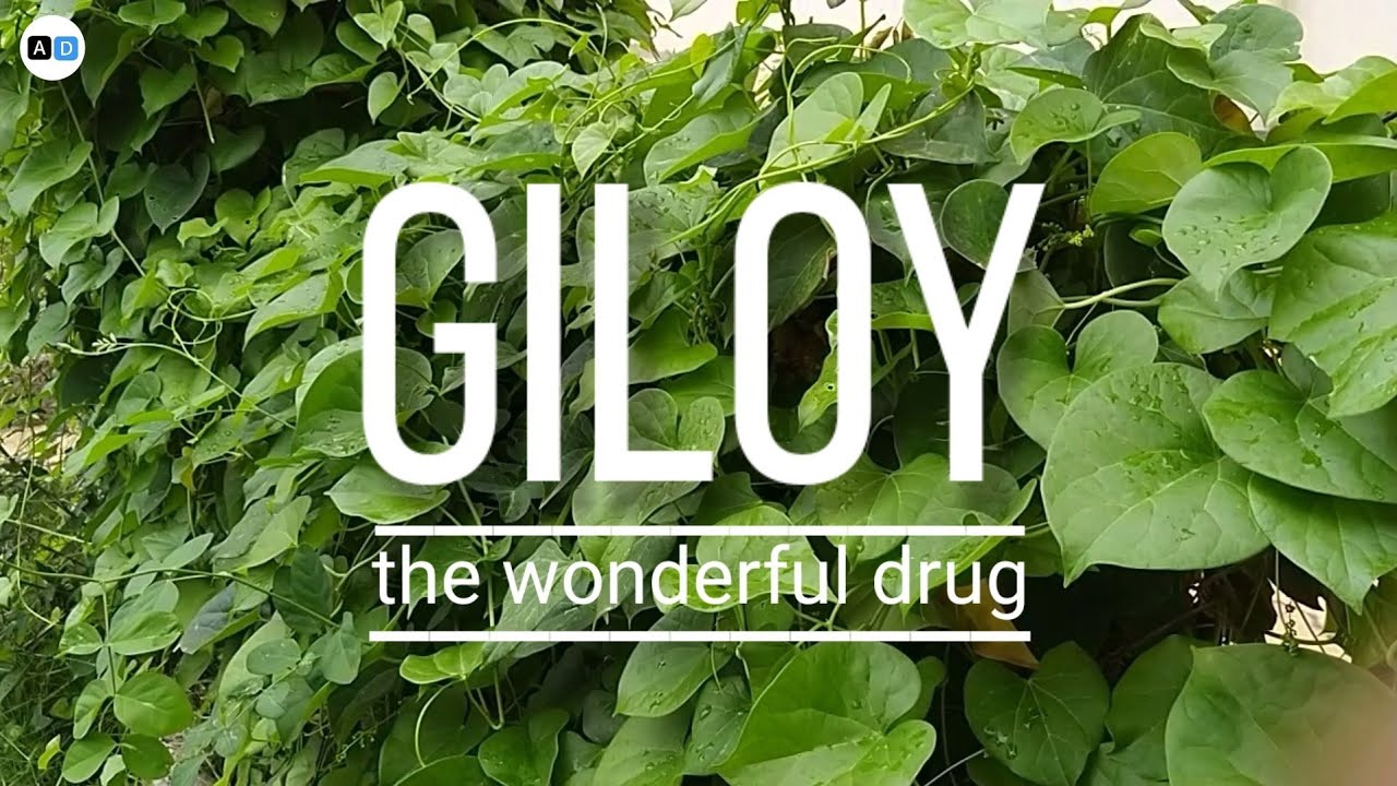 Giloy ki pehchan | guduchi | Amruta | tinospora cordifolia | dravyaguna| BAMS 2nd yr