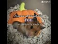 #hamster