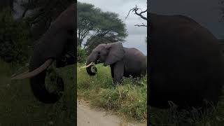 Beautiful Home of Elephants Tarangire #tanzaniasafari #safari #localtouroperator #letsgo