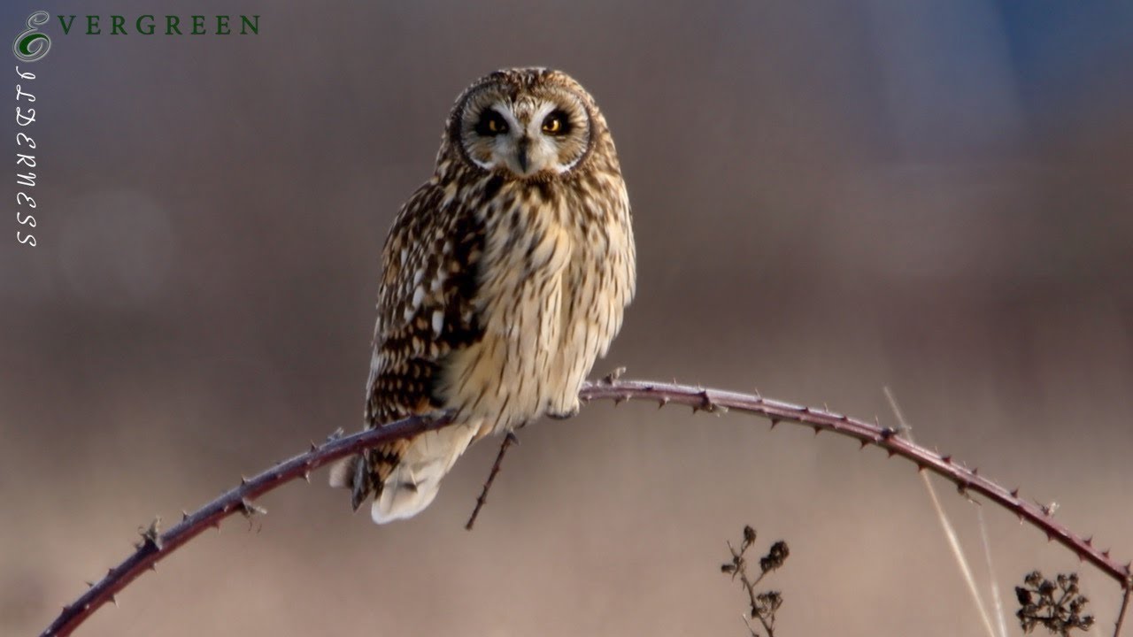 Short-Eared Owl