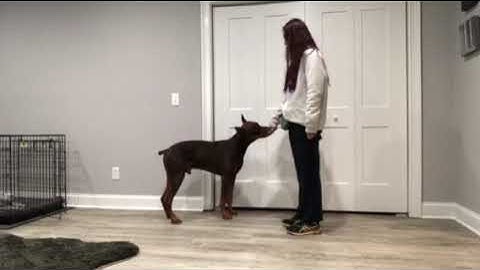 Riley Canouse, Lesson 6, Exercise 6.1, Wait for the cue with "circle"