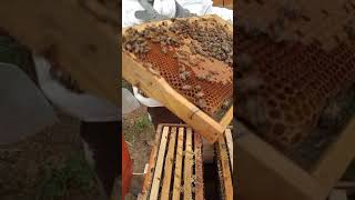 Arıcılıkta Basınç Azaltma Tekniği Ile Oğul Önleme, Kat Atma Ismail Akyüz