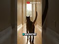 Your Dog Gets Jealous When You Pet Other Animals | Here's Why?