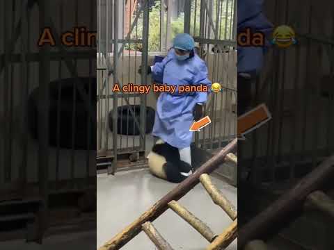 #CapCut what a clingy baby panda 😂😂😂 #panda #pandasoftiktok #pandalife #pandalife #cuteaniamals #