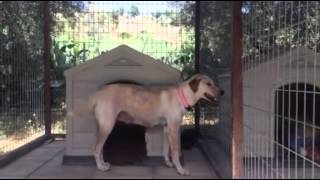 Download Lagu Mummy Laila \u0026 puppy Spike safe at Groomingdales MP3