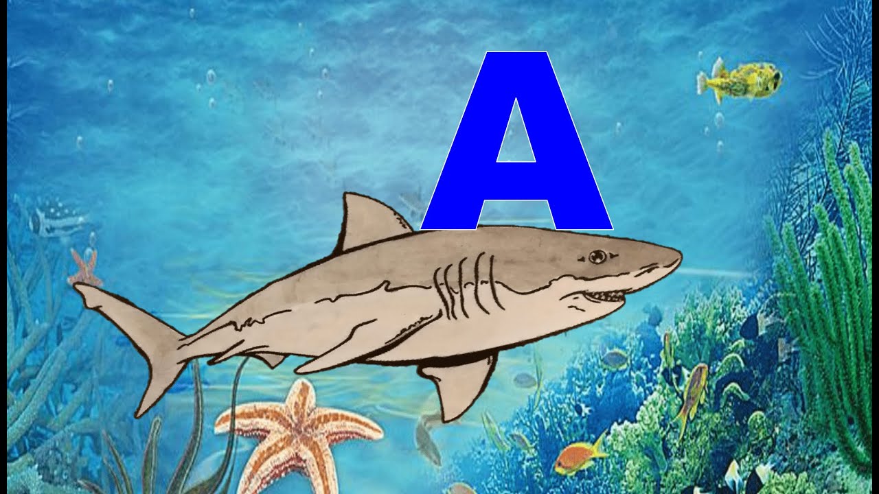 пингфонг акуленок. а акула азбука детская. кукутики акуленок. фетровые книжки. алфавит для детей акула.