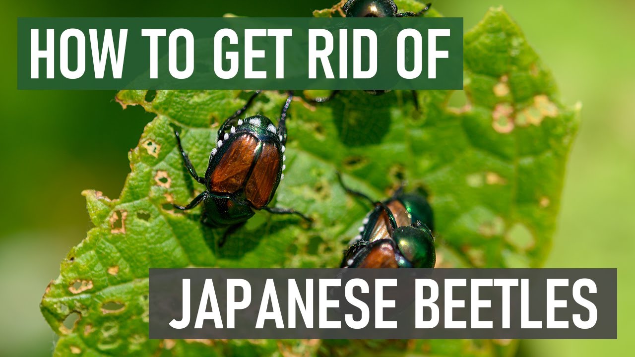 How To Get Rid Of Japanese Beetles (4 Easy Steps)