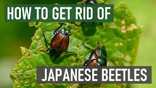 How to Get Rid of Japanese Beetles (4 Easy Steps)