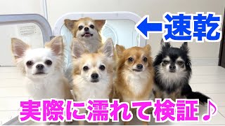 【Drybo Plus】ドライヤーハウスから出てこなくなりました・・・