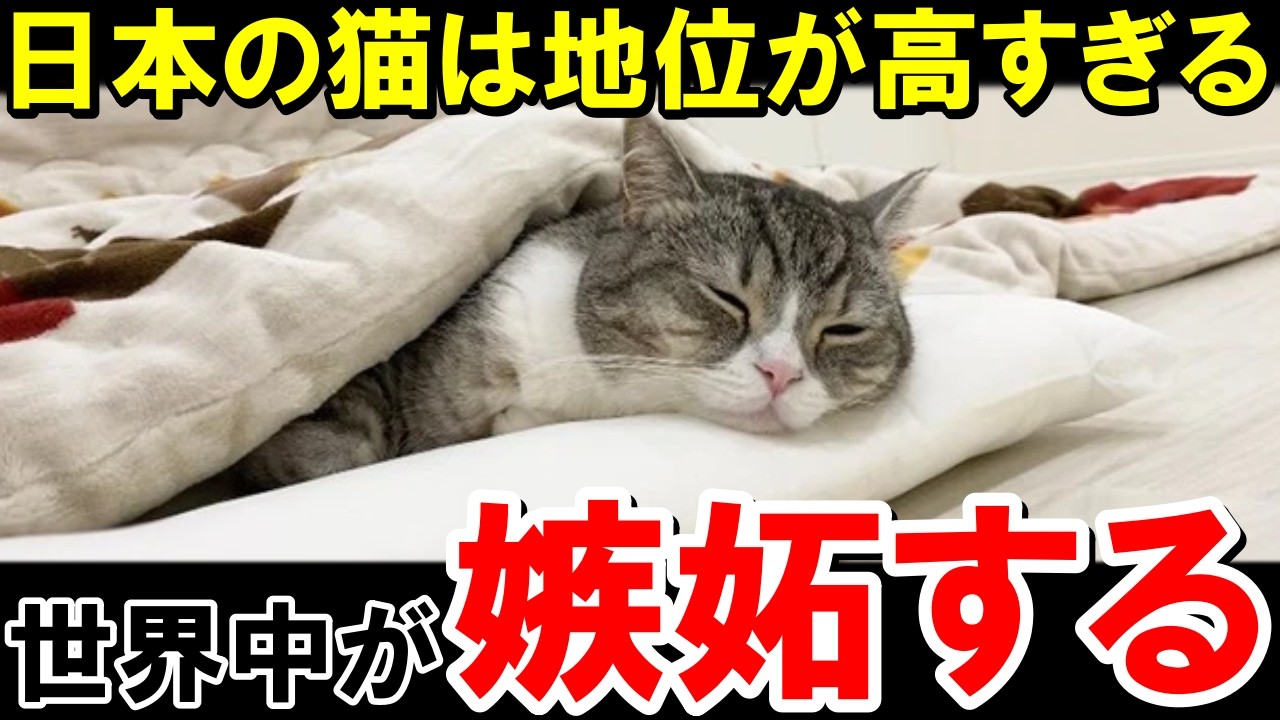 「日本の猫だけ勝ち組だろ！」猫専用こたつに外国人の嫉妬が止まらないwww【海外の反応】