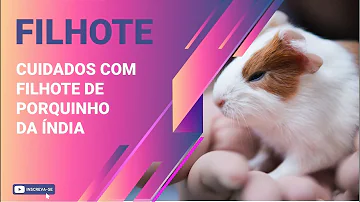 O que dar de comida para filhotes de porquinho-da-índia?