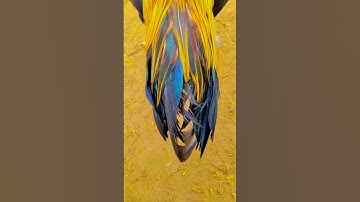 Beautiful Java murga #shorts #shortvideo #shortsfeed