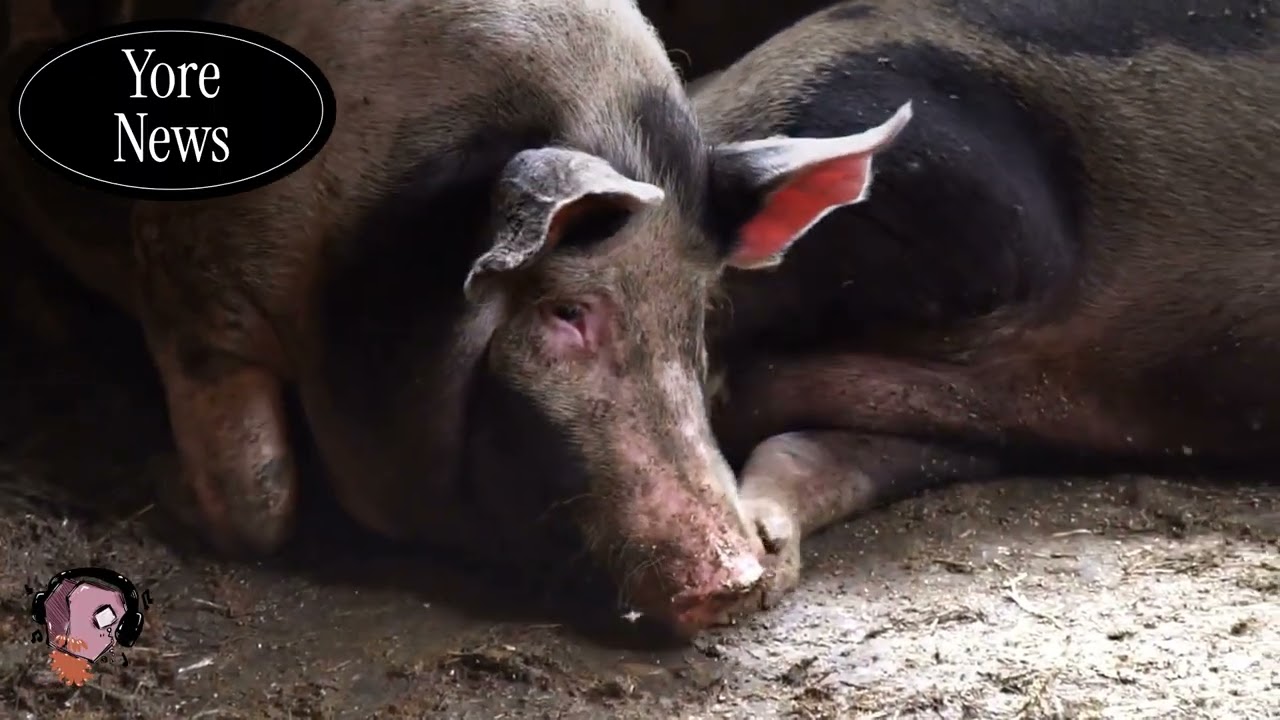 Yore News: Extraordinary Surgery (1852) #1