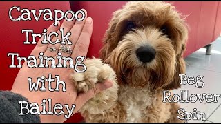 Teaching your Cavapoo Tricks | Tips with Bailey