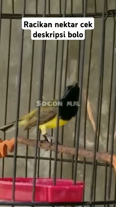 Sogon materi pelatuk bawang cocok buat masteran #kicaumania #sogon #sogonmania #burung #shorts