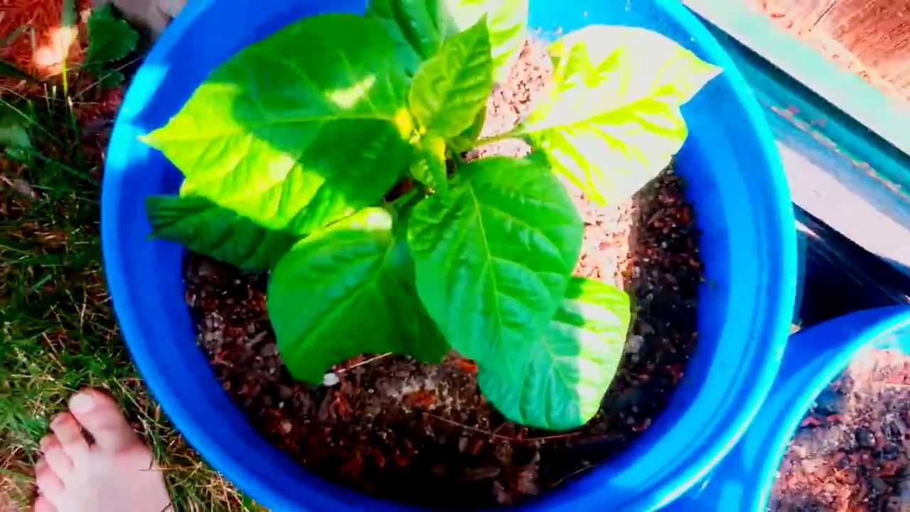 Pepper cuttings YouTube
